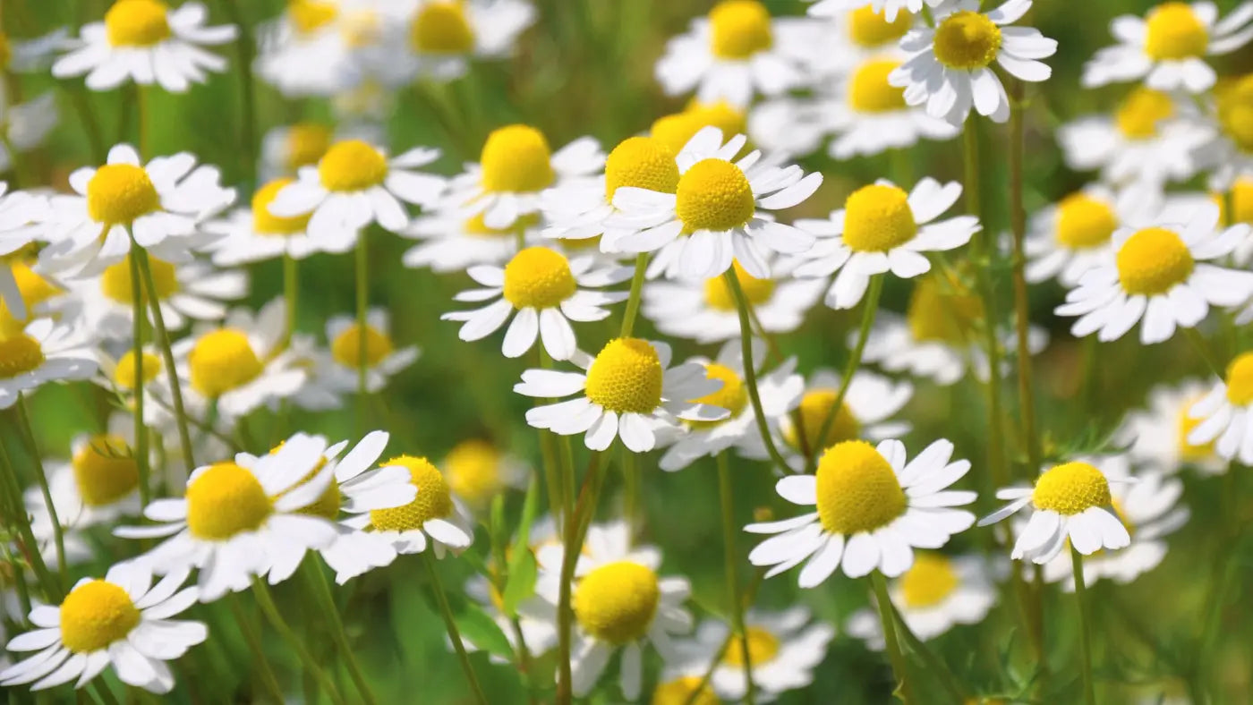 9 Potential Health Benefits of Apigenin (Backed by Science)