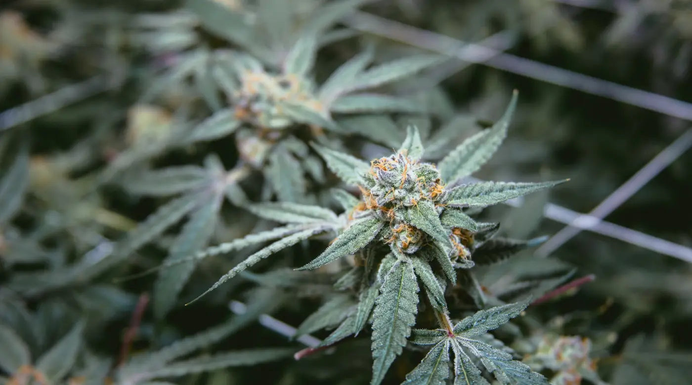Cannabis Legalisation in Germany: Why does it matter?