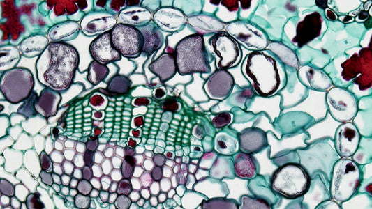 Telomeres And Ageing: How To Protect Your DNA For Longevity