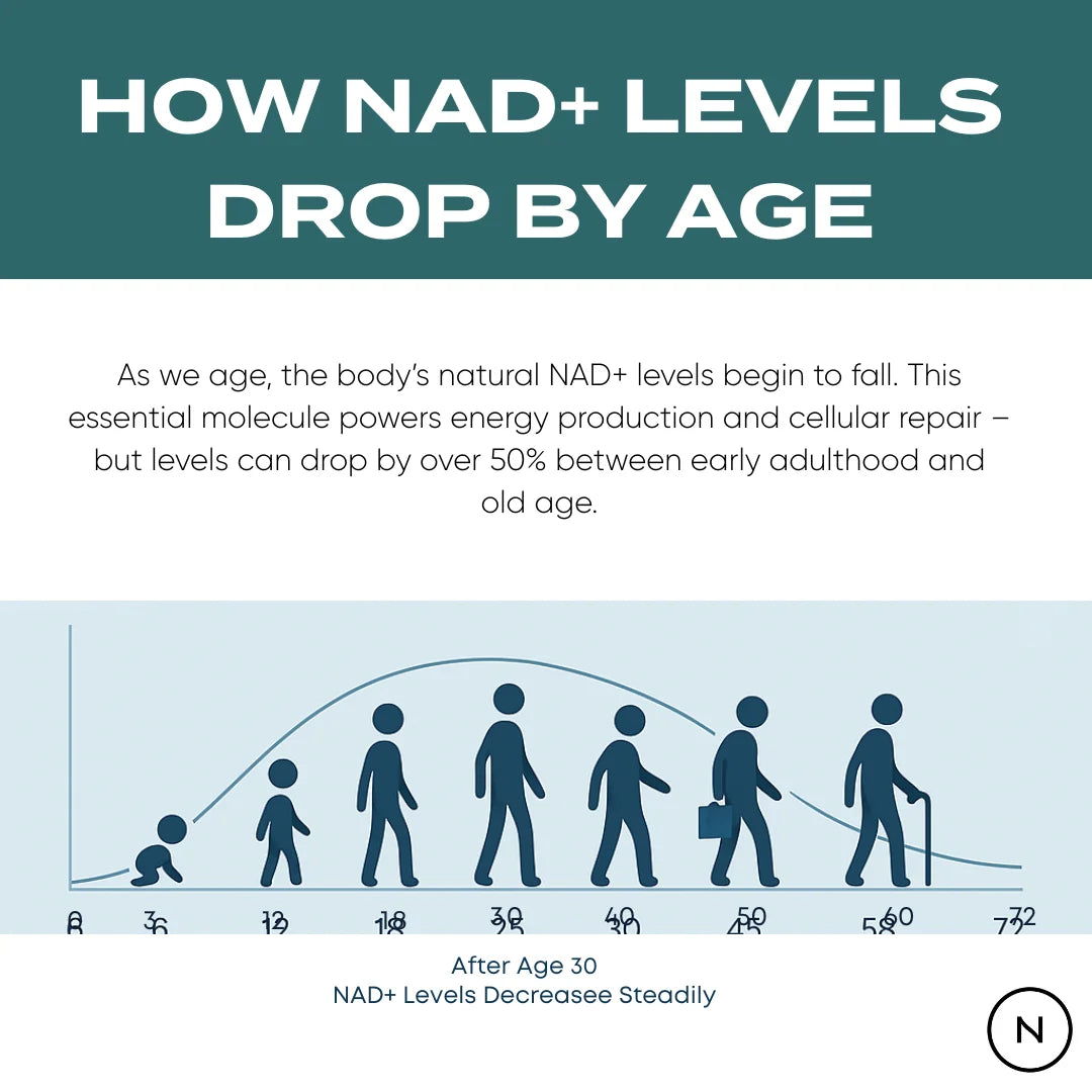 Diagram showing how NAD+ levels drop by age with text explaining the concept.