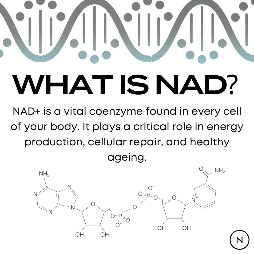 Infographic explaining the role of NAD+ in cellular repair and energy, with chemical structures displayed.