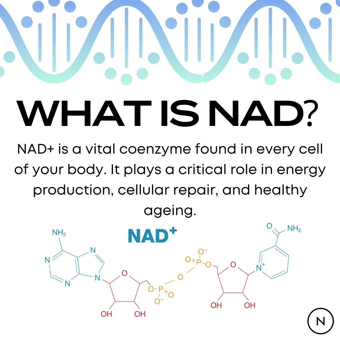 NMN Supplement