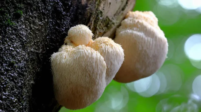 What is Lion's Mane and what are their potential benefits