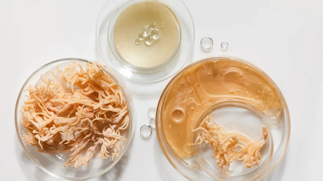 Sea Moss Benefits: Top 10 Reasons to Try It