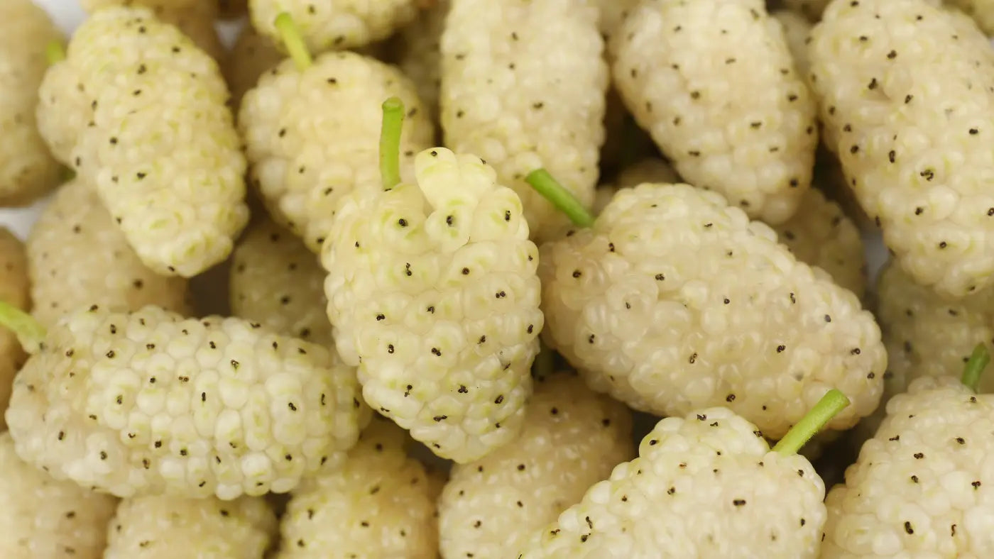 5 White Mulberry Benefits | What Does The Science Say?