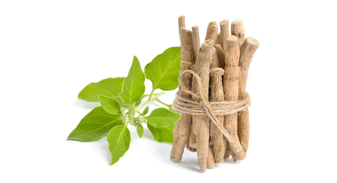 Ashwagandha Vs Rhodiola: Which Is Better For You?