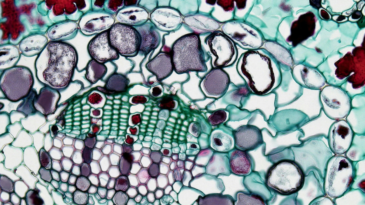 Telomeres And Ageing: How To Protect Your DNA For Longevity
