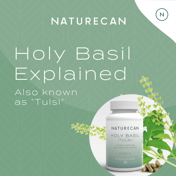 what is holy basil (tulsi)