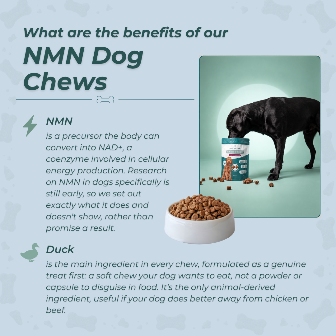 NMN Dog Chews