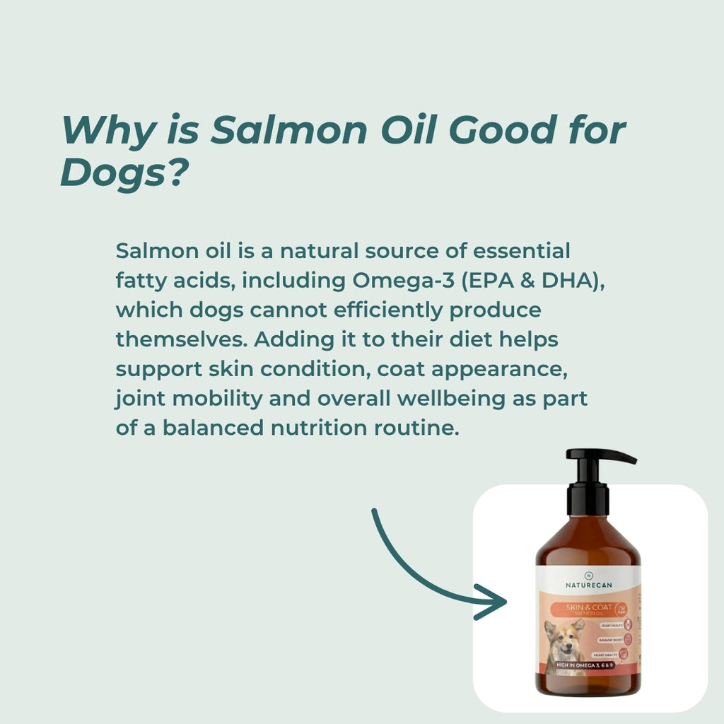 Fish Oil For Dogs