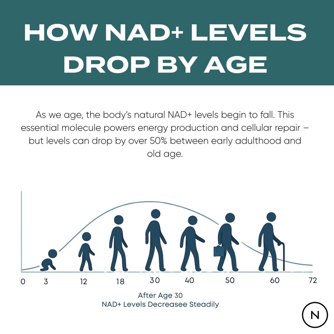 Infographic illustrating the decline of NAD+ levels with age, featuring a graph and human silhouettes from infancy to...