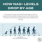 Diagram showing how NAD+ levels drop by age with text explaining the concept.