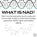 Infographic explaining the role of NAD+ in cellular repair and energy, with chemical structures displayed.